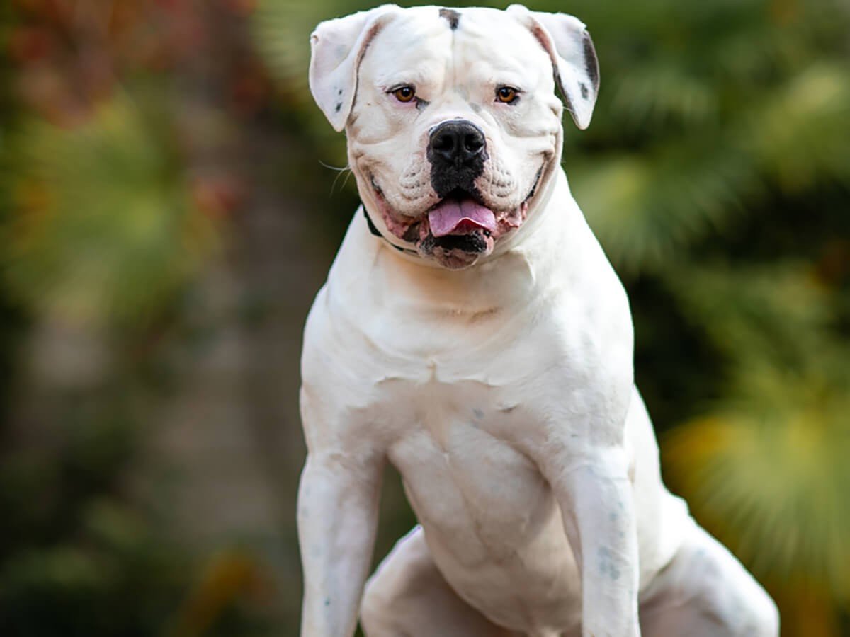 American:N_Fqsiqmg14= Bulldog