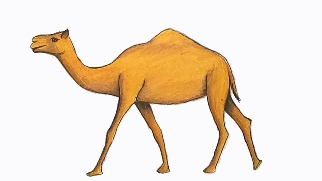 Drawing:Xp5pmetygu8= Camel