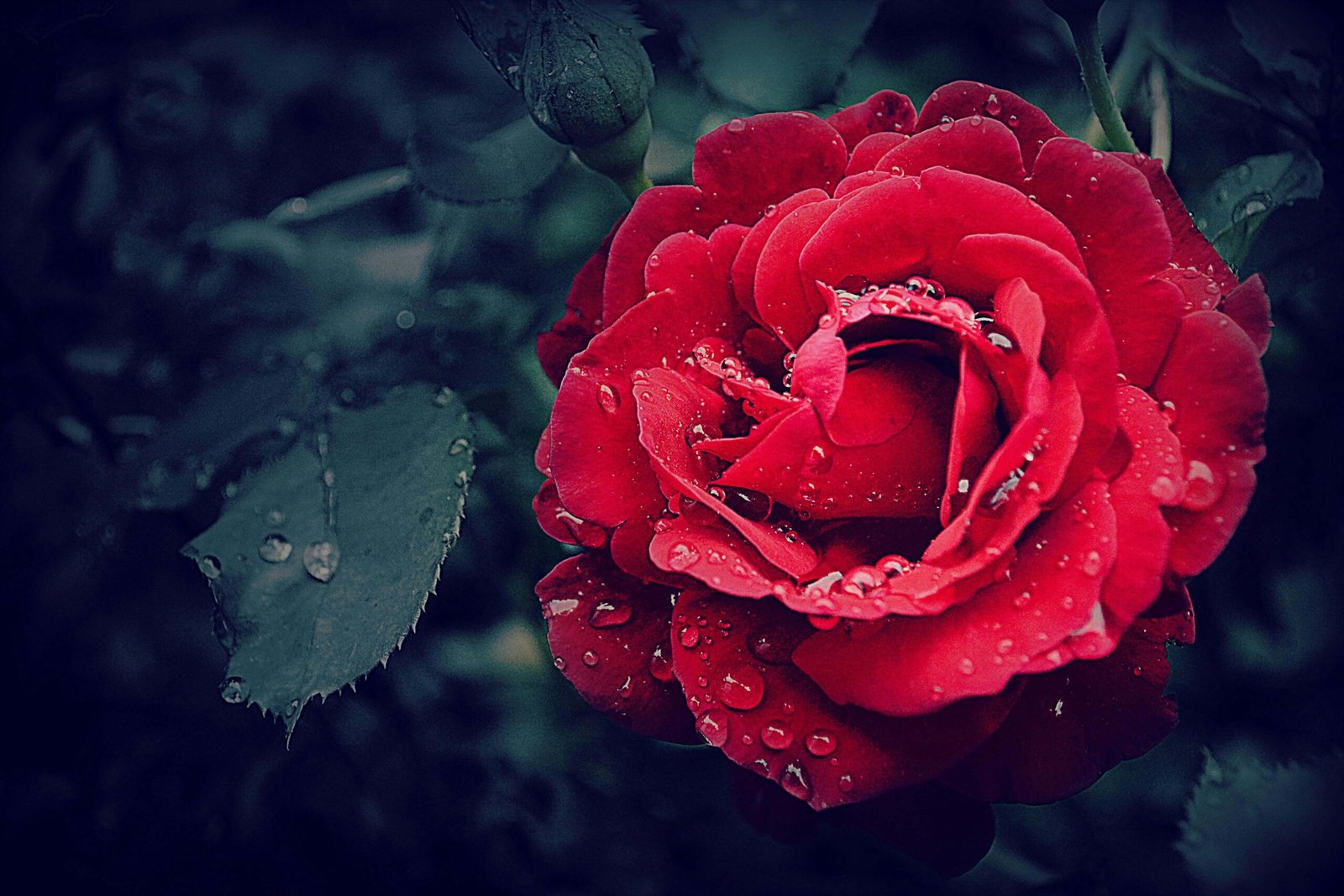 Wallpaper:4icwhzzsr1k= Rose Flower